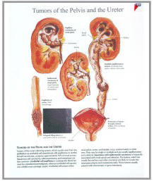 median section of male pelvis